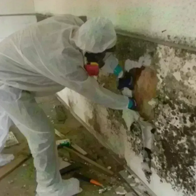 Mold Remediation and Removal in Houston, MO